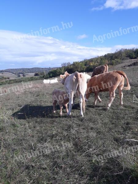 Caut un loc de muncă ca îngrijitor de animale