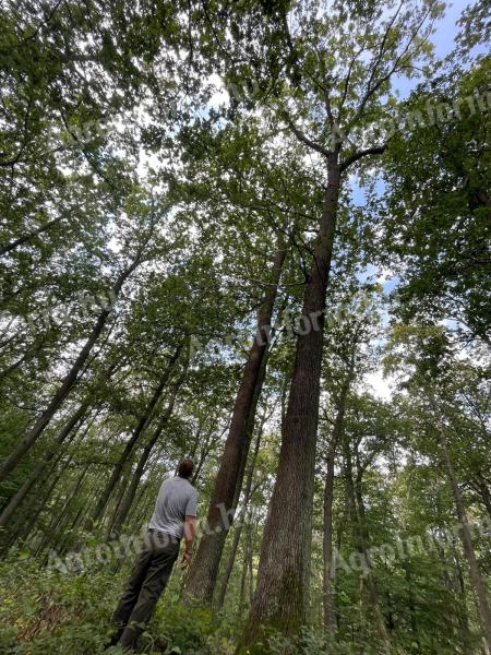 Standing oak, shrub forest for sale