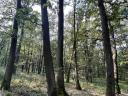 Standing oak, shrub forest for sale