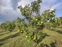 Quince Robusta varietate de vânzare