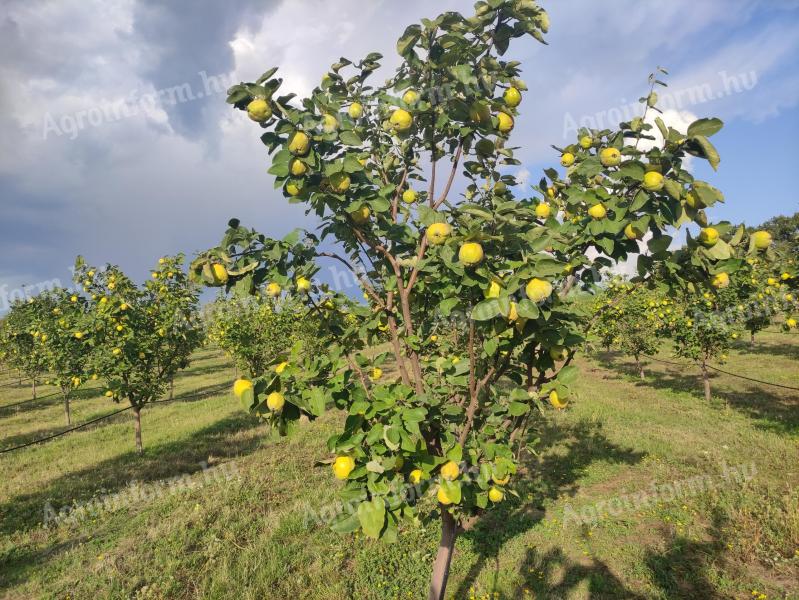 Quince Robusta varietate de vânzare