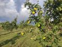 Quince Robusta variety for sale