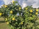 Quince Robusta variety for sale