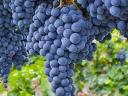 1 bunch of Cabernet Sauvignon for sale