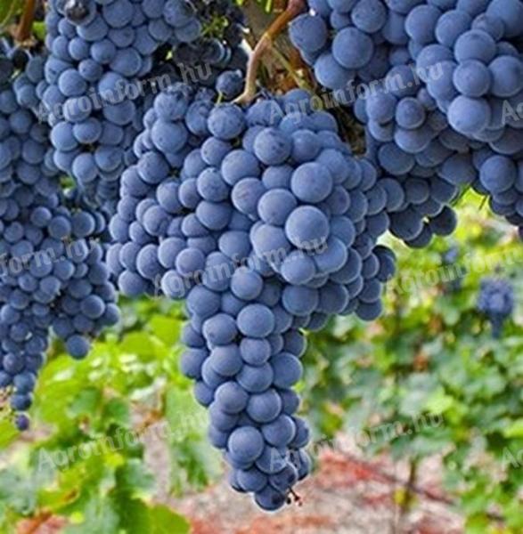 1 bunch of Cabernet Sauvignon for sale