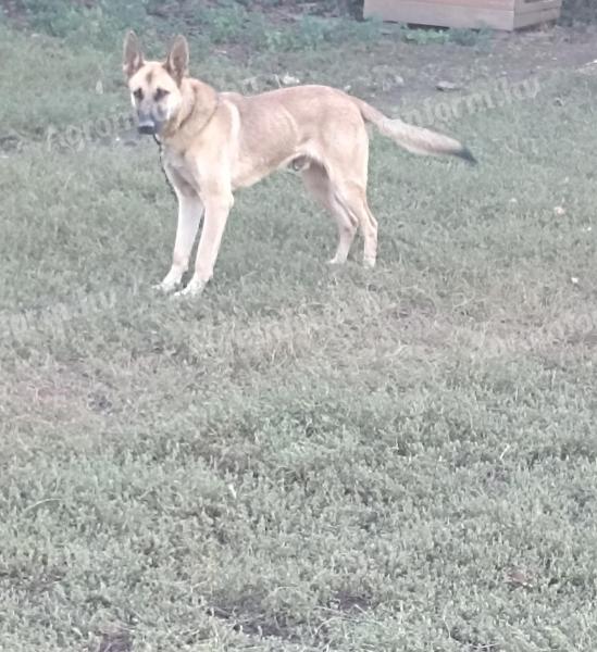 1 year old male dog