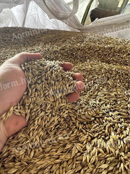 Barley seed