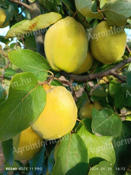 Pears for sale in Nyíregyháza