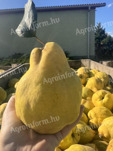 Quince pears for sale