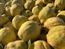 Quince pears for sale