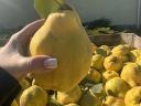 Quince pears for sale