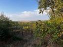 Vineyard with cellar, press house for sale