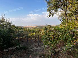 Vineyard with cellar, press house for sale