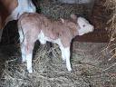 Holstein calf for sale