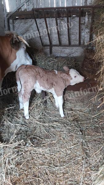 Holsteinsko tele za prodajo