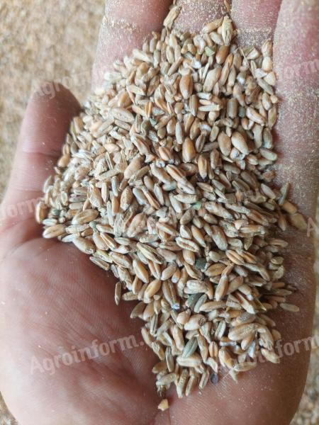 Weizen, Triticale-Saft, gebrochenes Getreide