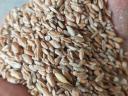 Weizen, Triticale-Saft, gebrochenes Getreide