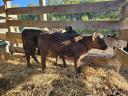 Angus heifer calf for sale