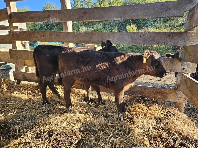 Angus heifer calf for sale