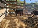 Angus heifer calf for sale