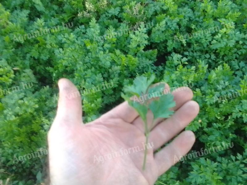 Parsley leaves for sale