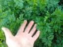 Parsley leaves for sale