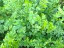 Parsley leaves for sale