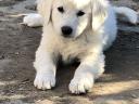 Kuvasz puppies