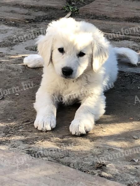 Kuvasz puppies