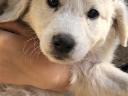 Kuvasz puppies