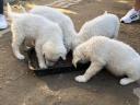 Kuvasz puppies