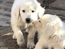 Kuvasz puppies