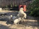 Kuvasz puppies