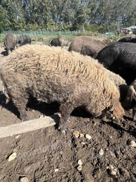 Mangalica