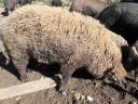 Mangalica