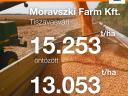 KWS FORTURIO (FAO 350-400) maize seed