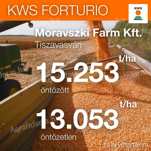 KWS FORTURIO (FAO 350-400) maize seed