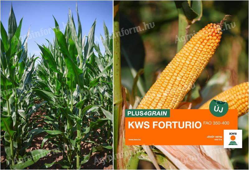 KWS FORTURIO (FAO 350-400) seme koruze