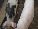 Nice 35 kg piglets for sale