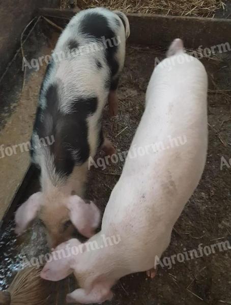 Nice 35 kg piglets for sale