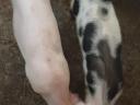 Nice 35 kg piglets for sale