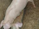 Nice 35 kg piglets for sale