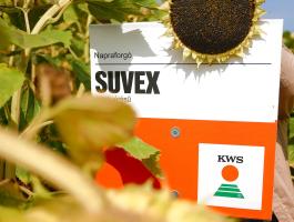 SUVEX napraforgó vetőmag, SULFO-toleráns