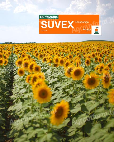 SUVEX sunflower seeds, SULFO-tolerant