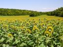 ARNETES SU Sunflower seeds, SULFOtolerant