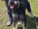 Black and silver giant schnauzer