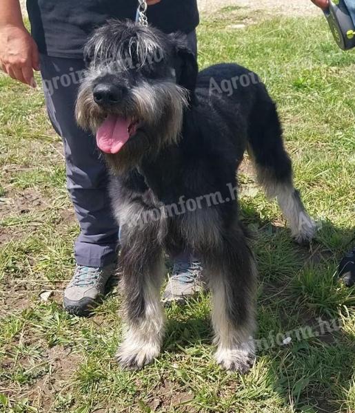 Schnauzer gigant negru și argintiu