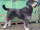 Schwarz-silberner Riesenschnauzer