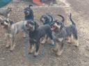 Black and silver giant schnauzer