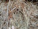 For sale last year's sown clover clods of cubed hay, also transported